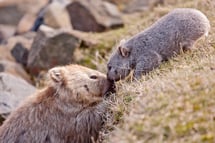 the-maria-island-walk-tasmania-great-walks-of-australia-mother and baby wombat kissing the-maria-island-walk-tasmania-great-walks-of-australia-mother and baby wombat kissing